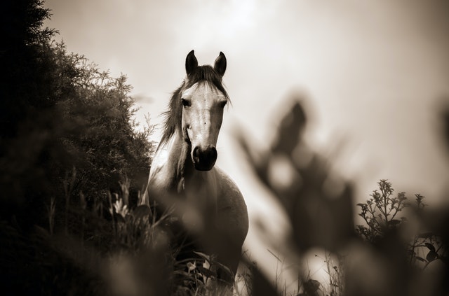 Horses, good taste and history in Perugia